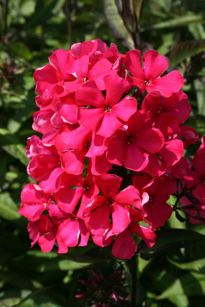 Phlox paniculata 'Starfire'
