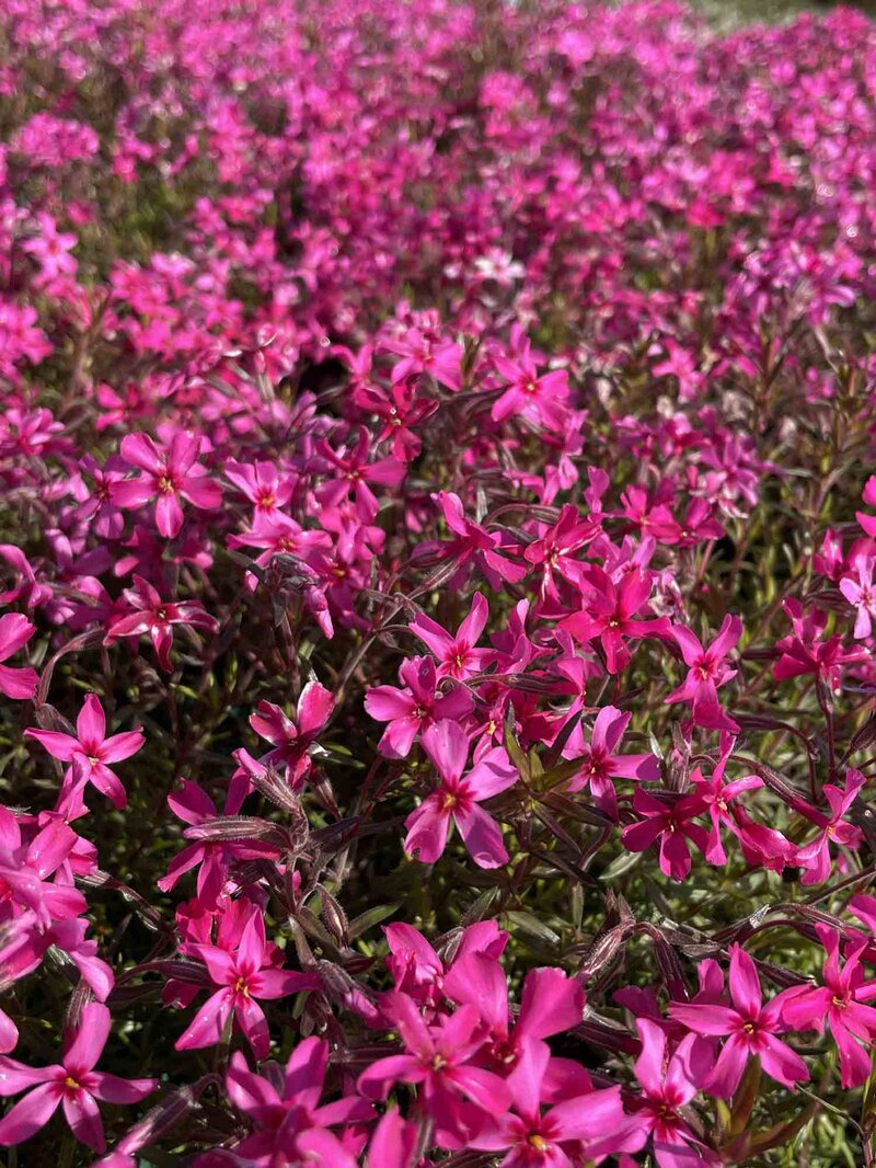 Phlox subulata 'Atropurpurea'