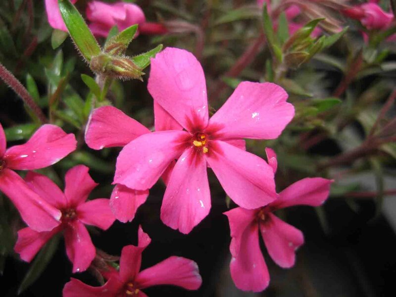 Phlox subulata 'Atropurpurea'