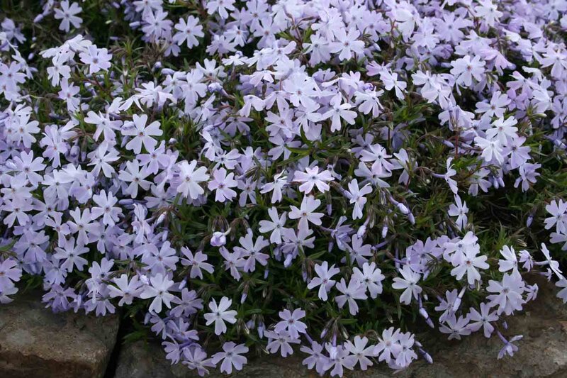 Phlox subulata Emerald Cushion Blue