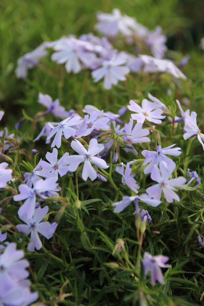 Phlox subulata Emerald Cushion Blue