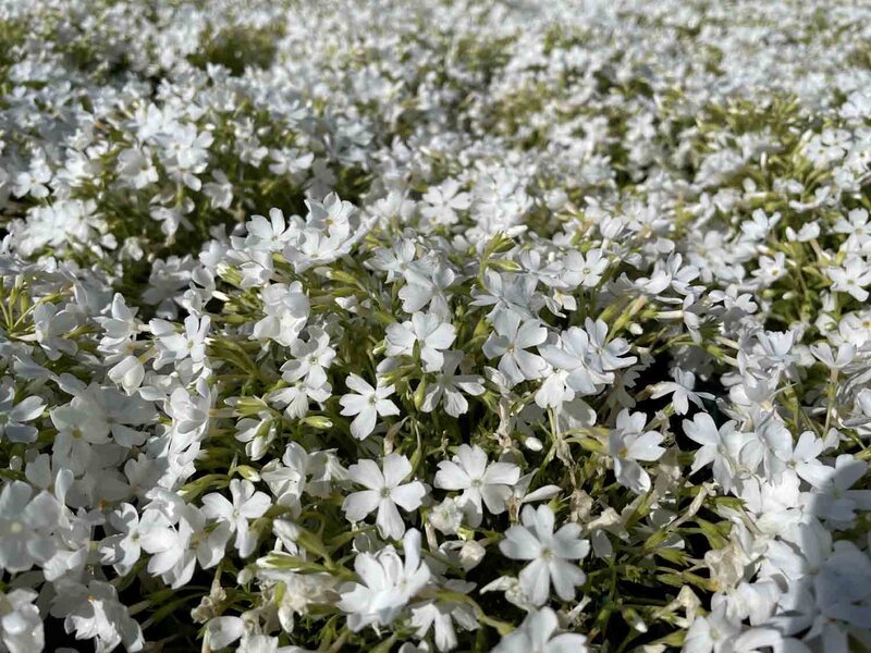 Phlox subulata White Delight