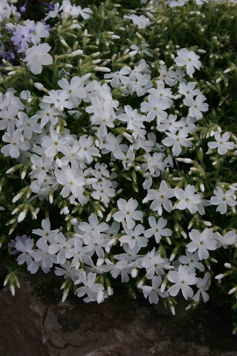 Phlox subulata White Delight