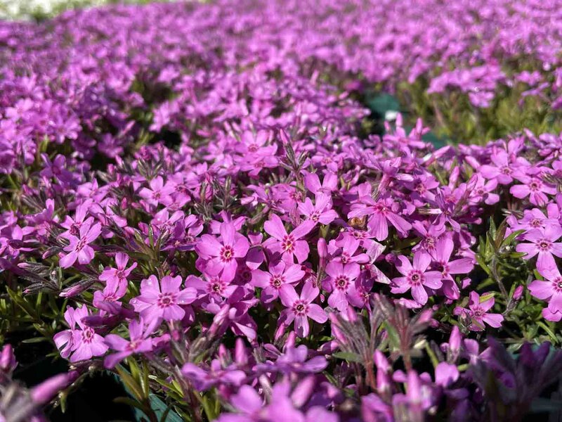 Phlox subulata Zwergenteppich