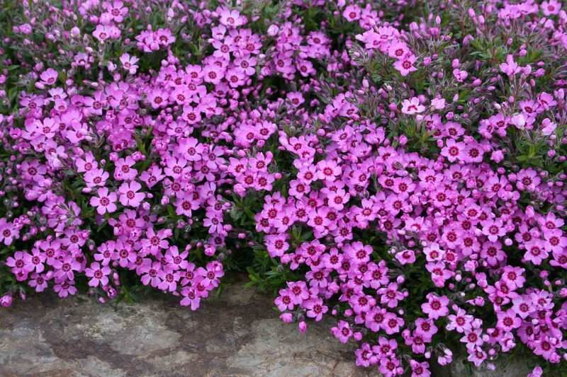 Phlox subulata Zwergenteppich