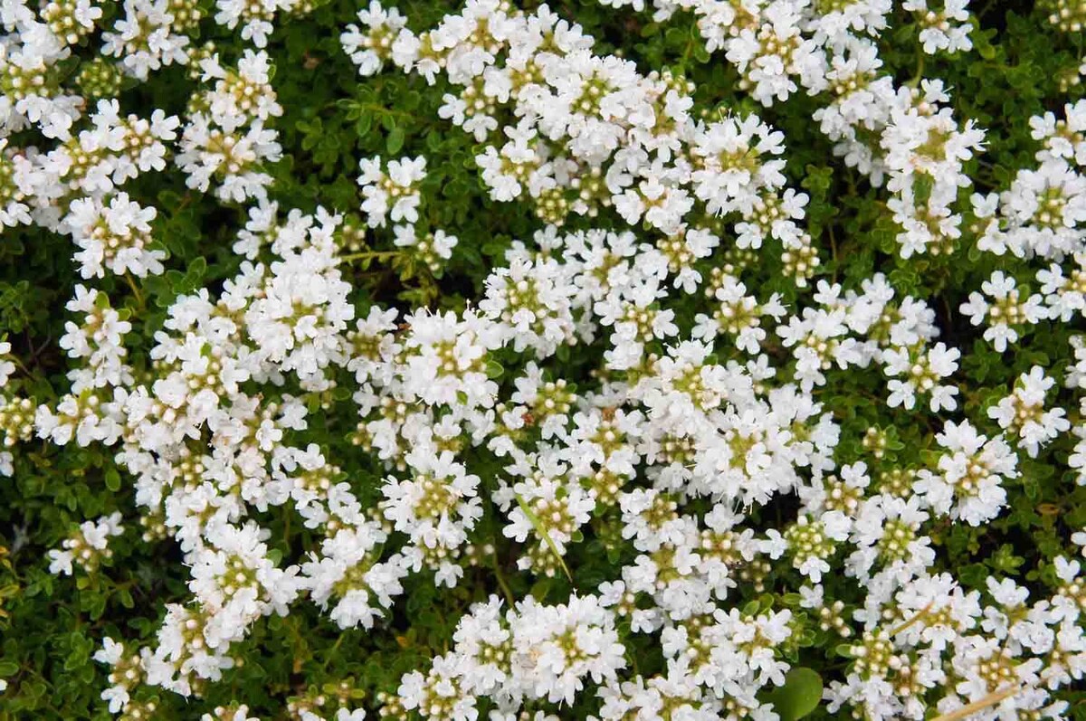 Thymus praecox 'Albiflorus' | STARKL
