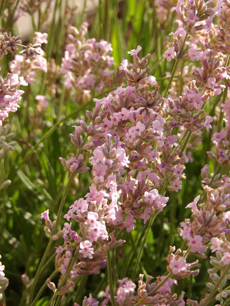 Lavandula angustifolia 'Rosea'