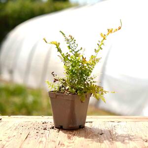 todo