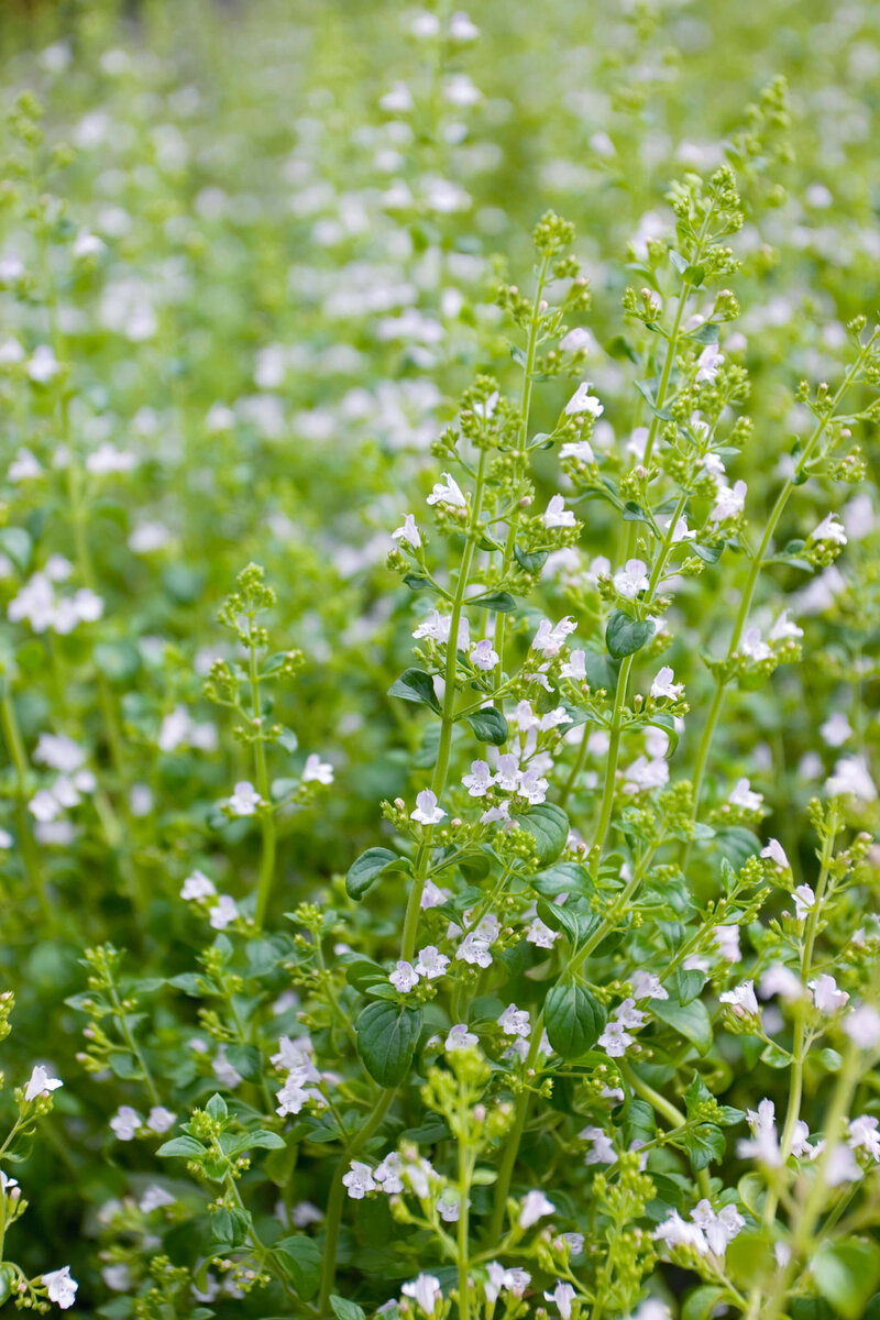 Calamintha nepeta Triumphator