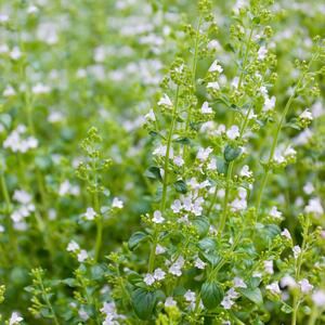 Calamintha nepeta Triumphator