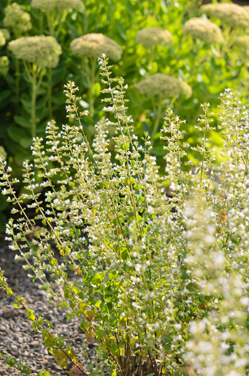 Calamintha nepeta Triumphator