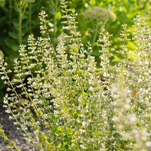 Calamintha nepeta Triumphator