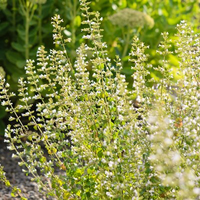 Calamintha nepeta Triumphator