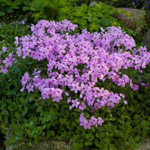 Phlox glaberrima Forever Pink