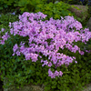 Phlox glaberrima Forever Pink