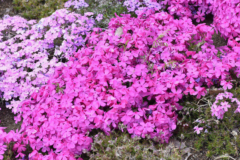 Phlox glaberrima Forever Pink