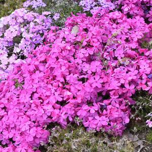 Phlox glaberrima Forever Pink