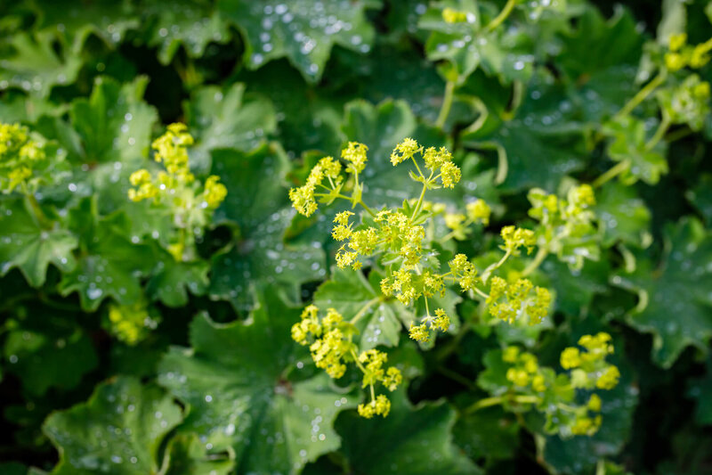 Alchemilla sericata Goldstrike