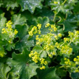 Alchemilla sericata Goldstrike