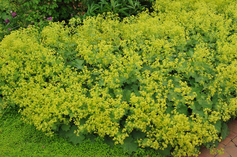Alchemilla sericata Goldstrike