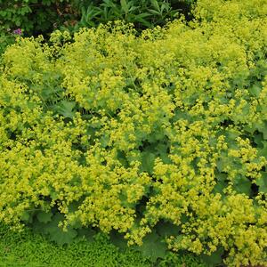 Alchemilla sericata Goldstrike