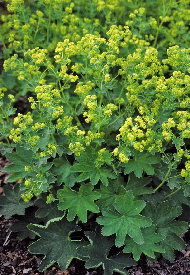 Alchemilla sericata Goldstrike
