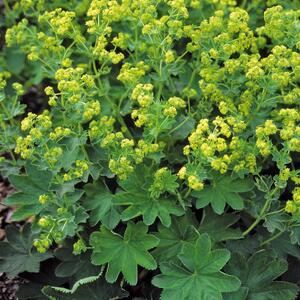 Alchemilla sericata Goldstrike