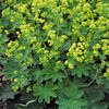 Alchemilla sericata Goldstrike