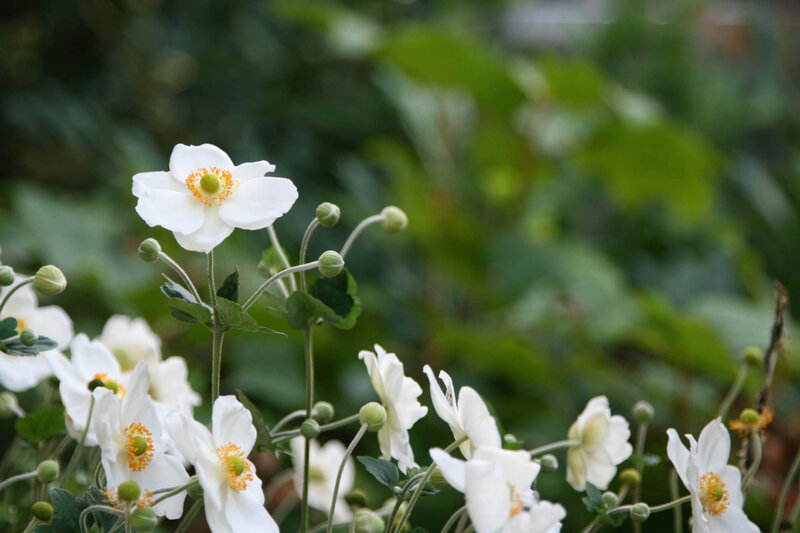 Anemone Japonica - Hybriden Honorine Jobert