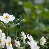 Anemone Japonica - Hybriden Honorine Jobert