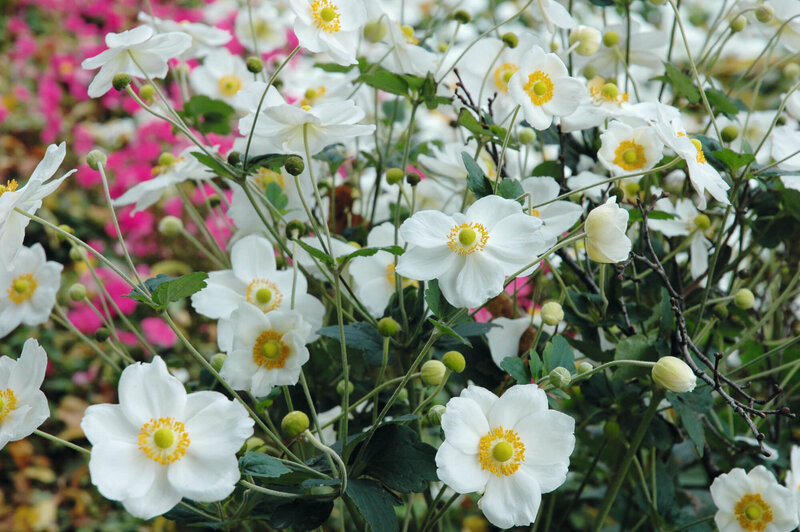 Anemone Japonica - Hybriden Honorine Jobert