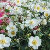 Anemone Japonica - Hybriden Honorine Jobert