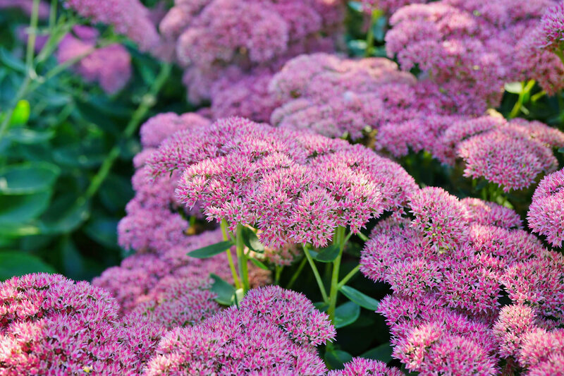 Sedum Telephium - Hybriden Herbstfreude