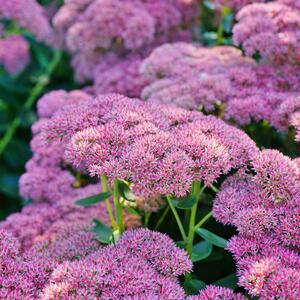 Sedum Telephium - Hybriden Herbstfreude