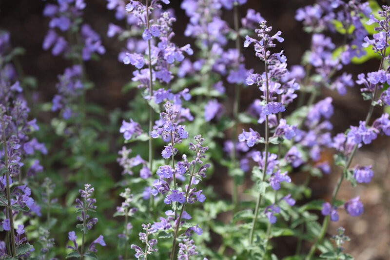 Nepeta x faassenii Junior Walker