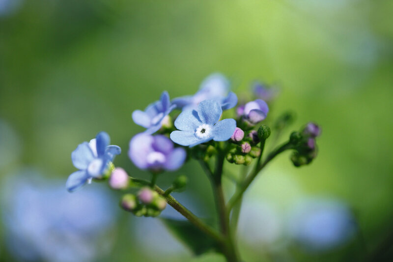 Brunnera macrophylla Jack Frost
