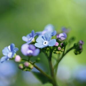 Brunnera macrophylla Jack Frost
