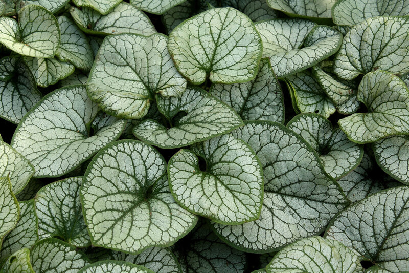 Brunnera macrophylla Jack Frost