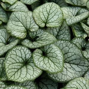 Brunnera macrophylla Jack Frost