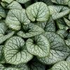 Brunnera macrophylla Jack Frost