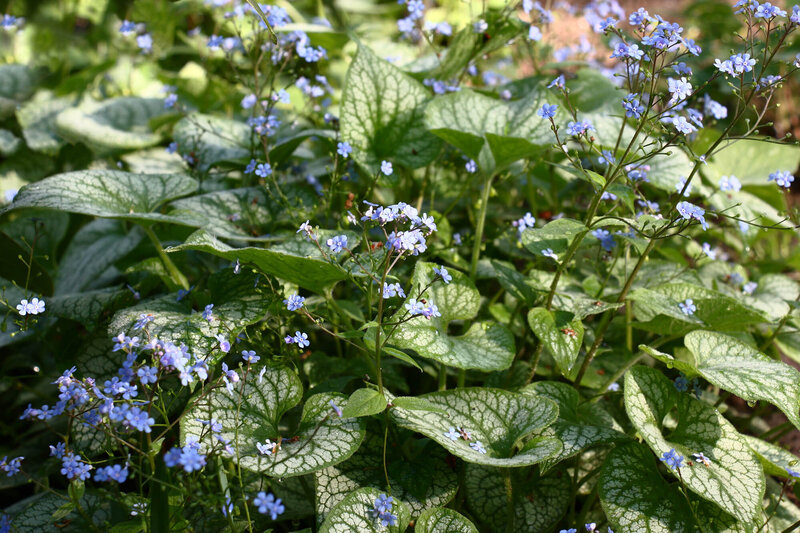 Brunnera macrophylla Jack Frost