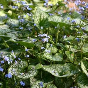 Brunnera macrophylla Jack Frost