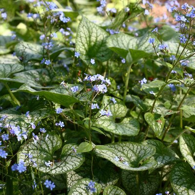 Brunnera macrophylla Jack Frost