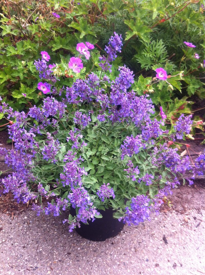 Nepeta x faassenii Junior Walker