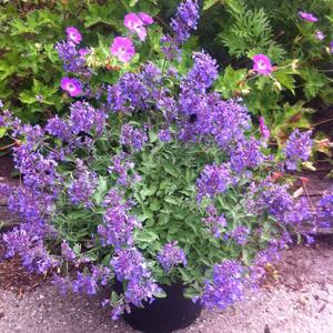 Nepeta x faassenii Junior Walker