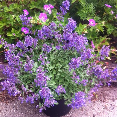 Nepeta x faassenii Junior Walker