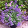 Nepeta x faassenii Junior Walker