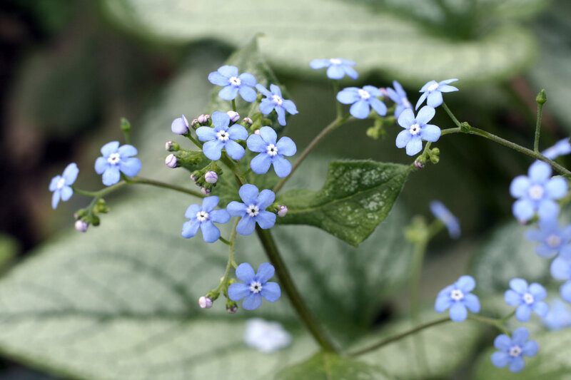 Brunnera macrophylla Jack Frost