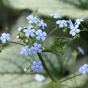 Brunnera macrophylla Jack Frost