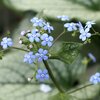 Brunnera macrophylla Jack Frost